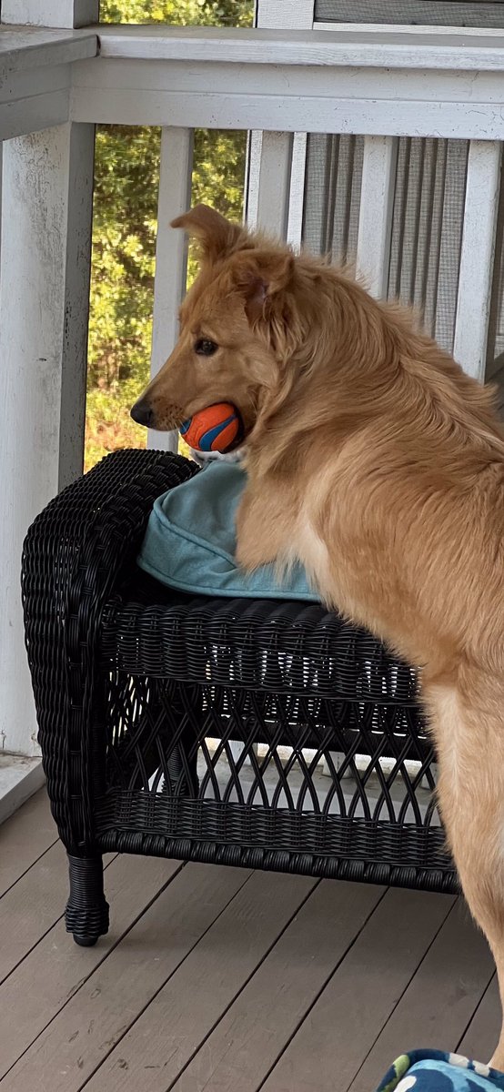 @GovTimWalz Meet Honey, 1/2 Collie, adopted from Sumter, SC SPCA at age 11 weeks.  She says someone needs to find out if it’s dog abuse to murder a 14 month old pup, instead of taking it to a shelter…..