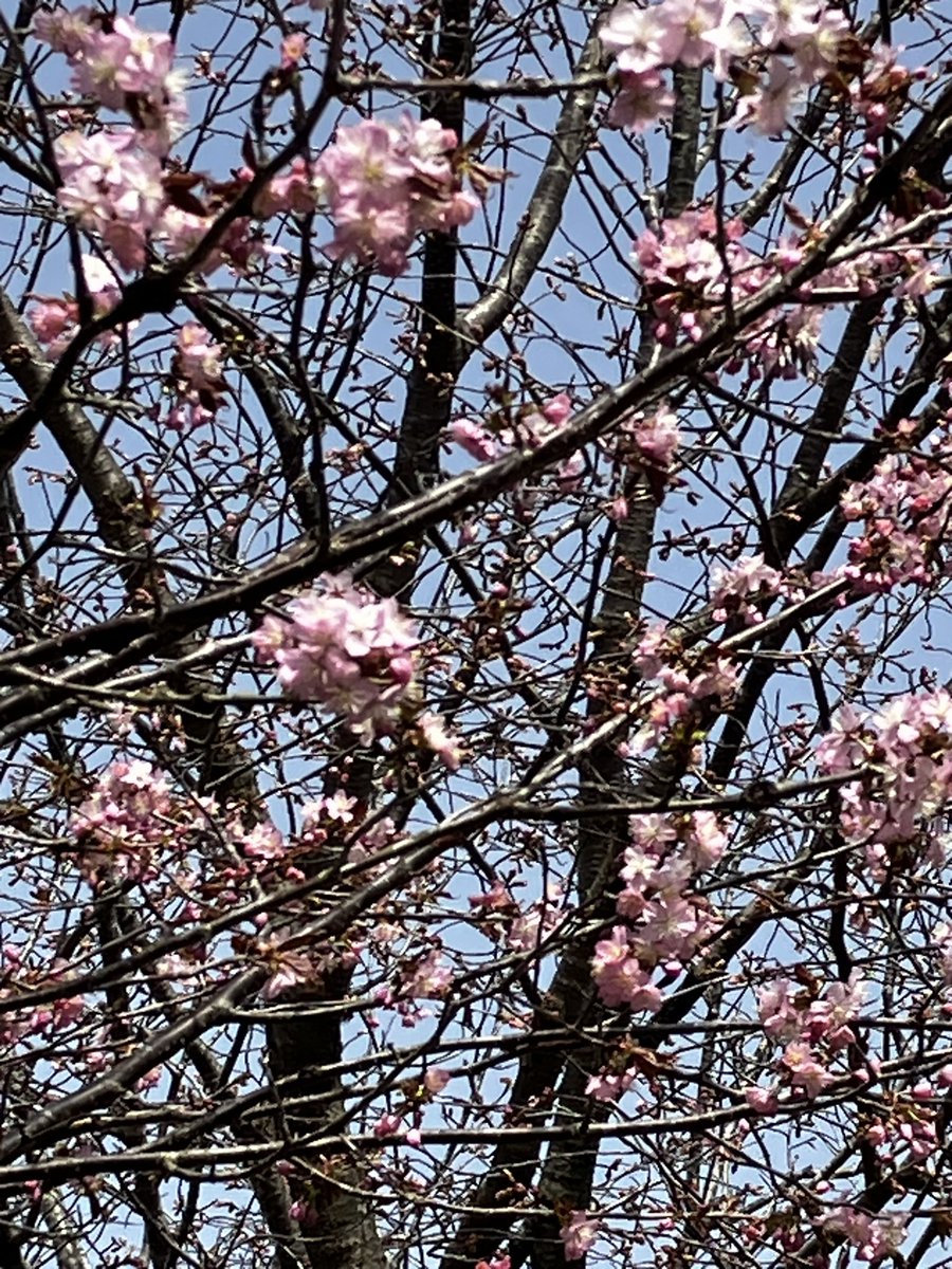 桜が咲き始めました✨🌸🌸