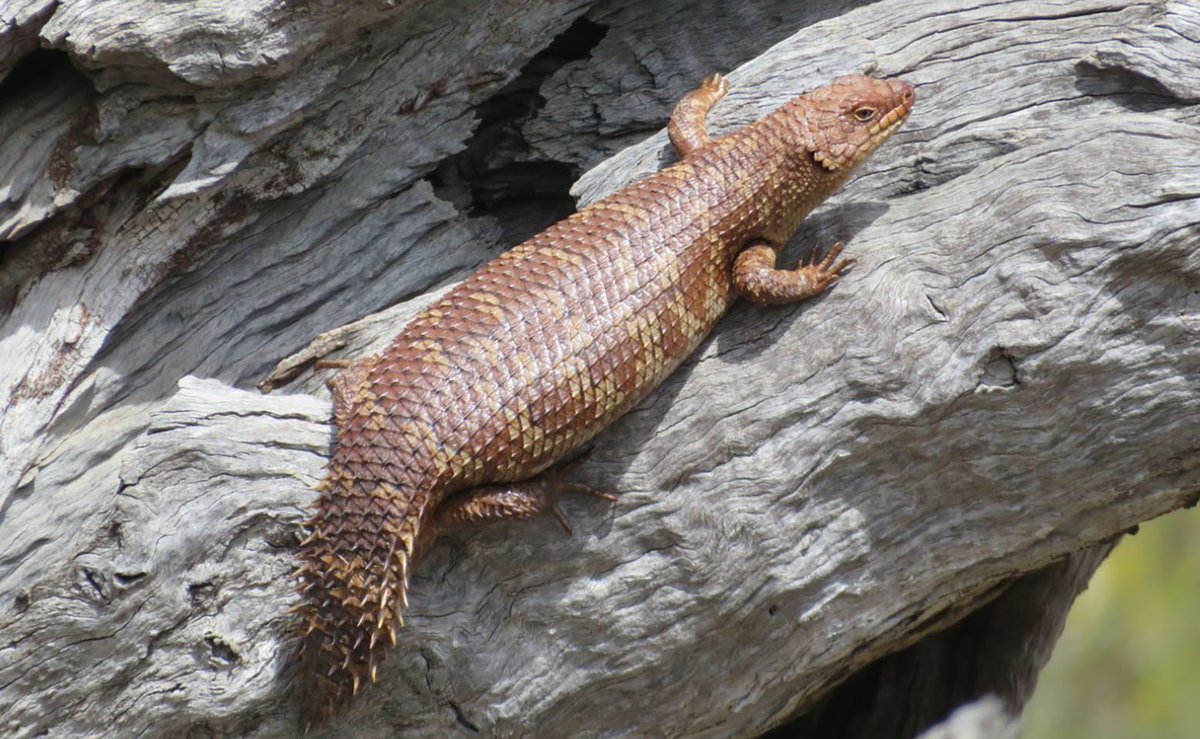 New research by Curtin University uncovers a concerning threat to endangered lizard species through reptile roadkill. Delve into the findings to see the implications and potential conservation strategies. 🐍🦎 Read more: curtin.edu/javd65 #CurtinUniversity #CurtinResearch