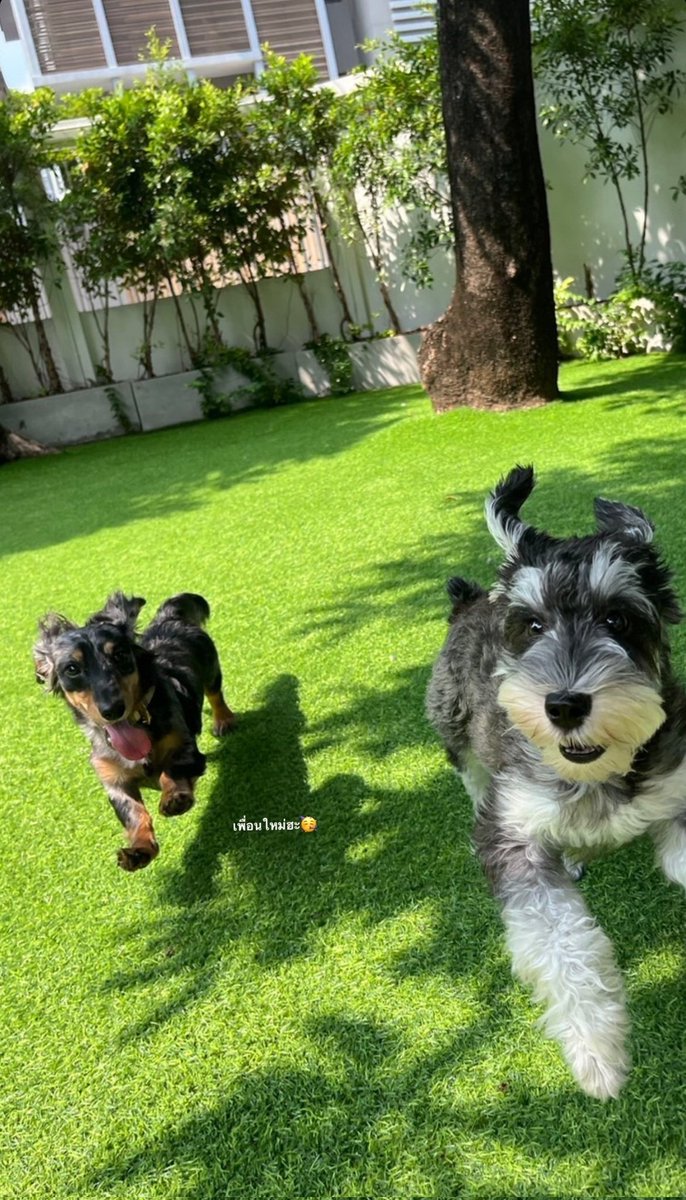 an outgoing pup...like mother like son 😭❤️