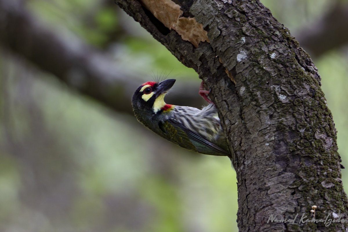 Coppersmith Barbet nest building. 

#srilanka #travel #srilankansafari #wilpattu #canonwildlife #lenscoat #nature #safari #wild #WildlifePhotography #natgeowild #instagood #travelgram #birdsofsrilanka #zero3images #BBCwildlifePOTD #yourshotphotographer #bbcwildlifemagazine