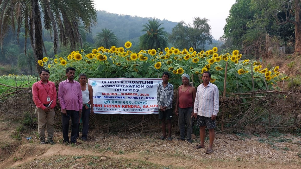 CFLD on Oilseeds (Sunflower) 
@icarindia
@AtariKolkata
@OdishaUniversi1
@DM_Gajapati