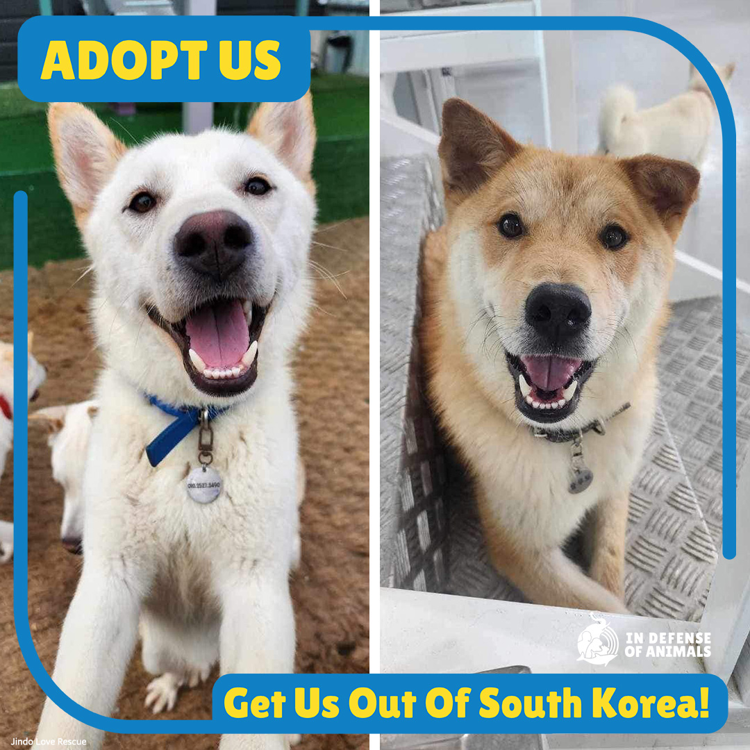 Peter Pan & Pluto were rescued from the Miryang dog meat farm & are being boarded to give them some extra training & a more structured environment. They need homes with people in North America who have a lot of time & experience with these breeds. #DCMT bit.ly/3Ui2meX RT