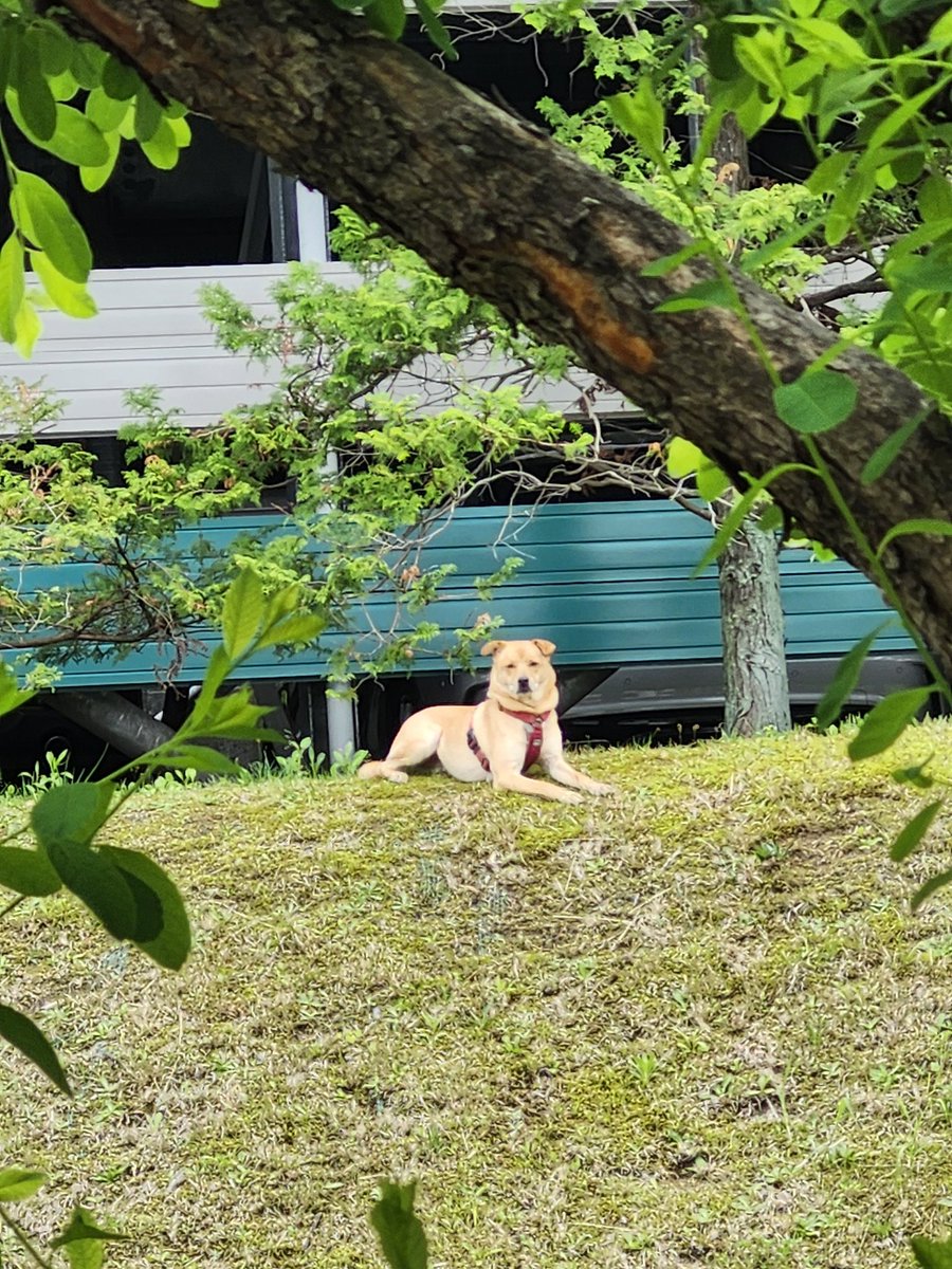 haru1harud's tweet photo. 迷子犬が何度も我が家の前に。出ていくと逃げるので窓からオヤツ見せて呼んでます。警戒してます。
飼い主さん、早く来てあげて！！

#迷子犬#奈良三丁目 https://t.co/wufKHE7zPi