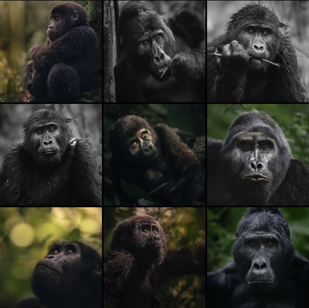 Which one of the following is a Gorilla Trekking Sector in Mgahinga! a) Buhoma- North b) Nyakagezi c) Nkuringo- South d) Rushaga- South e) Ruhija- East 📸:Lukas-Walter-Photography #GorillaTrekkingUganda #SavingOurPrimates