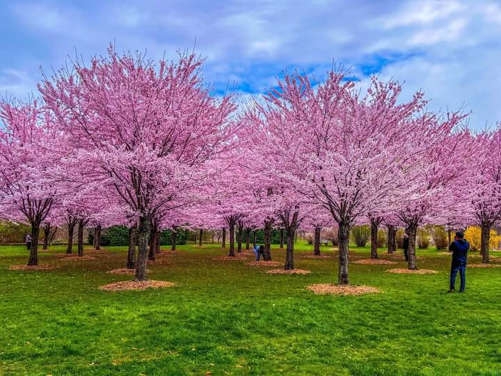 Good morning 🌞 🌄 ladies 

Ladies..... Aren't these Cherry 🌸 Blossom pretty 

Ladies.....The area is Niagara, Ontario...So Niagara Falls is in close proximity 

#flowerslovers #cherryblossoms #cherrytree 
#flowerstagram #flowers #flowersbeauty 
#niagarafalls #niagarafallscanada…