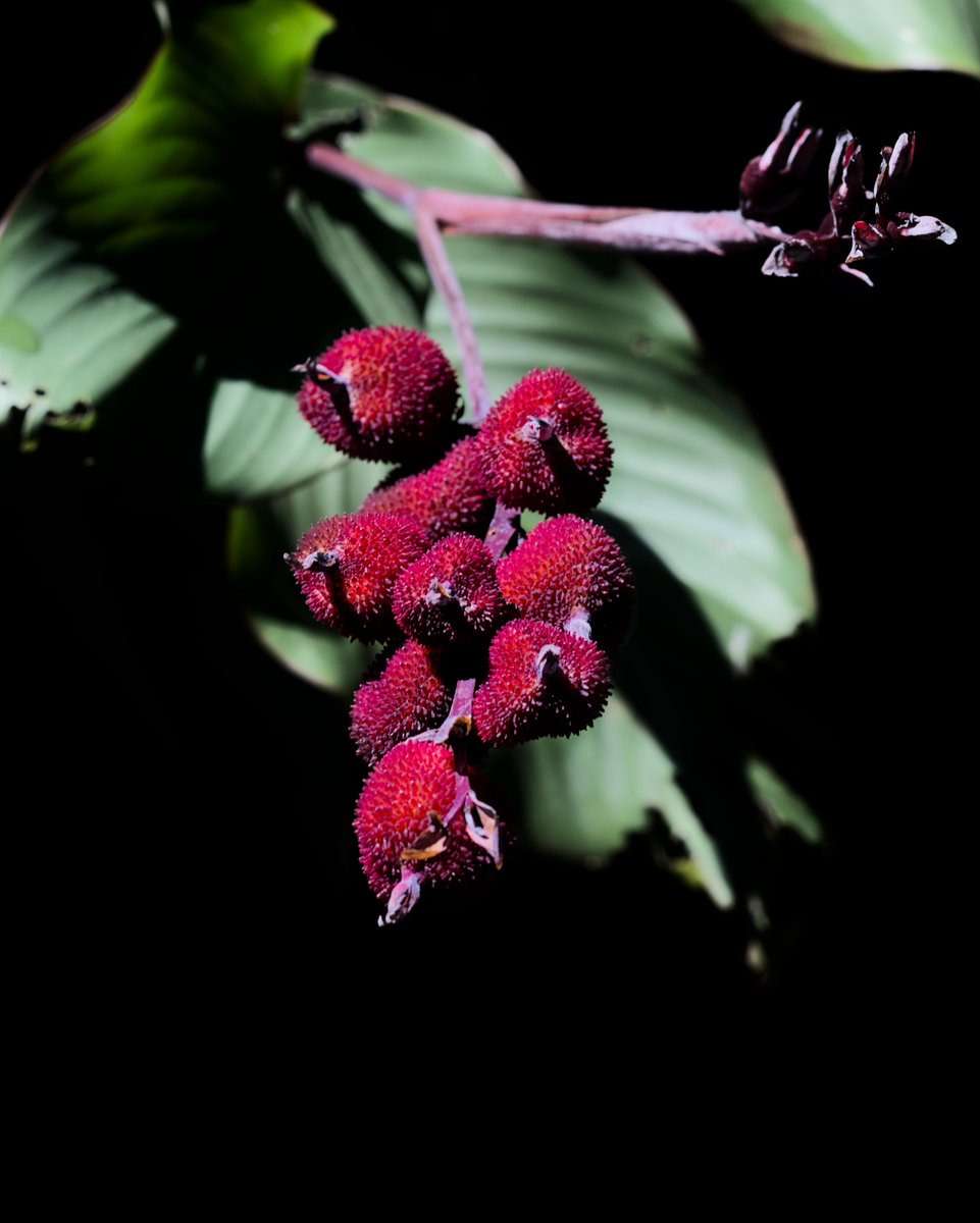 Je vous propose une nouvelle photo du Conflore 📷 🇷🇪 #fruit #nature #NaturePhotography #NatureLover #NatureBeautiful #pourtoi #foryou #FYP #lareunion #iledelareunion #reunionisland #team974 #974island #beautiful #beauty