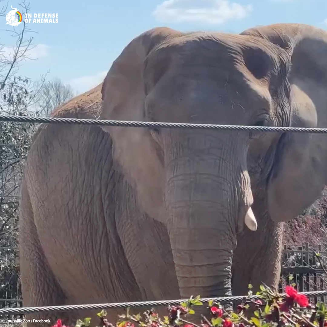 Mikki, an African #elephant, suffered the loss of 2 of her offspring while living as a captive of the #LouisvilleZoo. She endured 7 years of invasive failed, artificial insemination attempts until she had Fitz in 2019. Her awful days are behind her! bit.ly/44kOt3W Pls RT