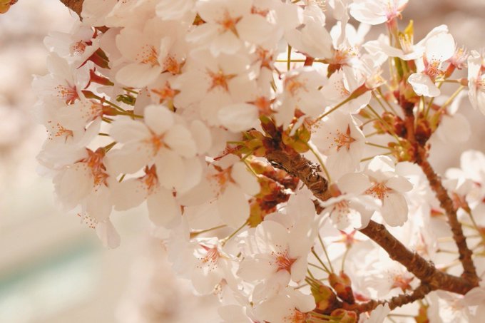 「cherry blossoms depth of field」 illustration images(Latest)