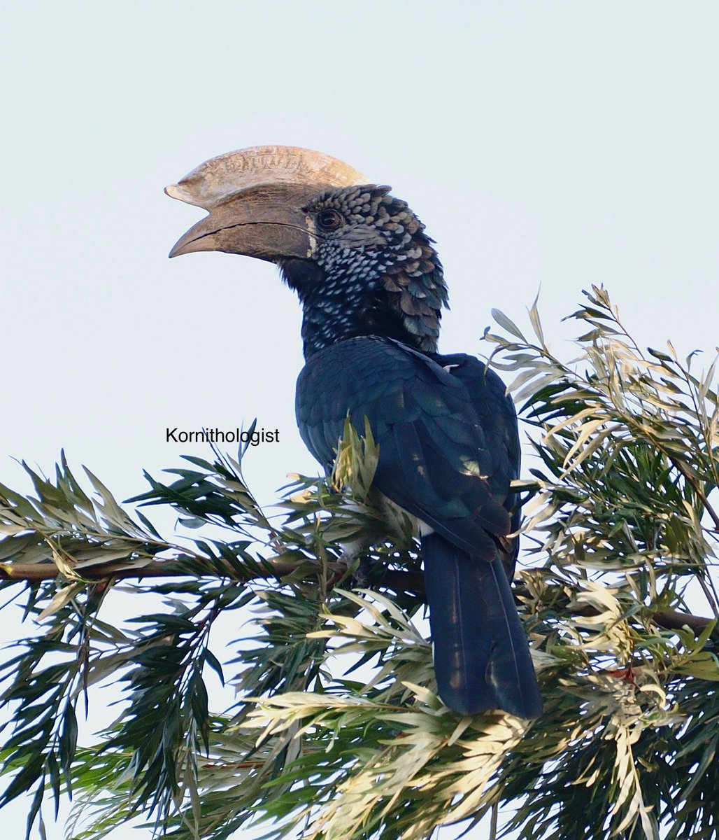 The male Silvery Cheeked Hornbill seen in Runyenjes, Embu County #BirdsSeenIn2024 #Kenya #ThePhotoHour #BBCWildlifePOTD ⁦@kenyadirect⁩ ⁦@KenyanPics⁩