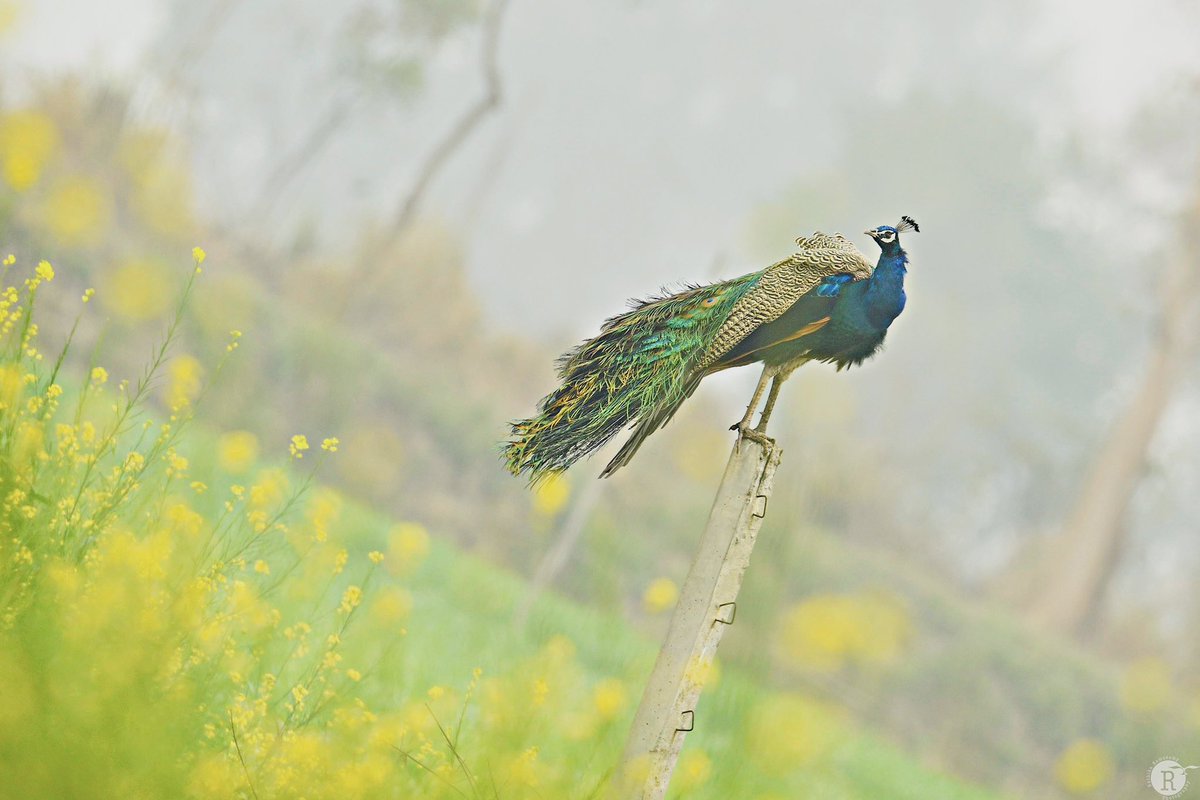 Good morning!
Indian peafowl 

#rathikaramasamy 
#birdphotography
#wildlifephotography 
#birdwatching
#birds 
#birdsofindia