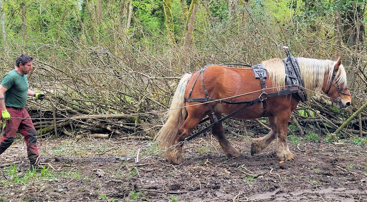Toby's two horse power solution for Purbeck woodland  swanage.news/tobys-two-hors…