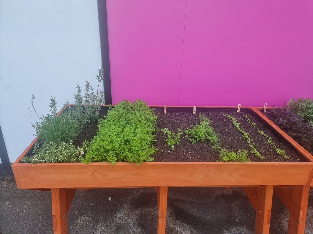 A variety of herbs are growing in our new herb garden. Thank you School Food Matters @sfmtweet for the school garden grant and Ms McLear for leading the project. 
#schoolgardening #outdoorclassroom  #ediblegarden #growfood