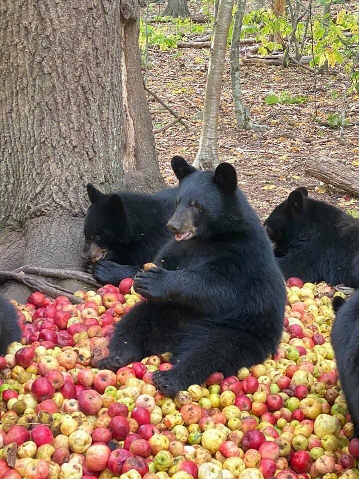 Everybody look at these bears eating apples, immediately.