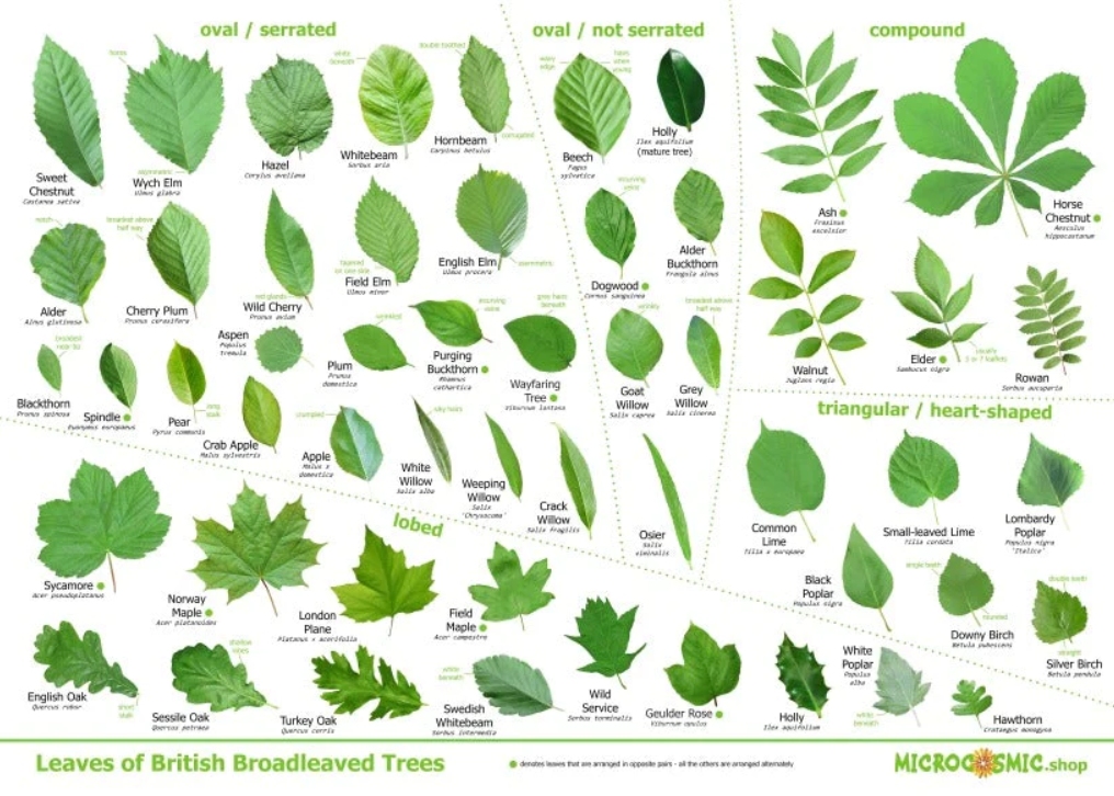 wall chart of tree leaves the hi-res file is a free download also prints and check out my shop - canvases , prints, t-shirts, mugs, cards microcosmic.shop @BBCSpringwatch @wildflower_hour @BSBIbotany @WoodlandTrust