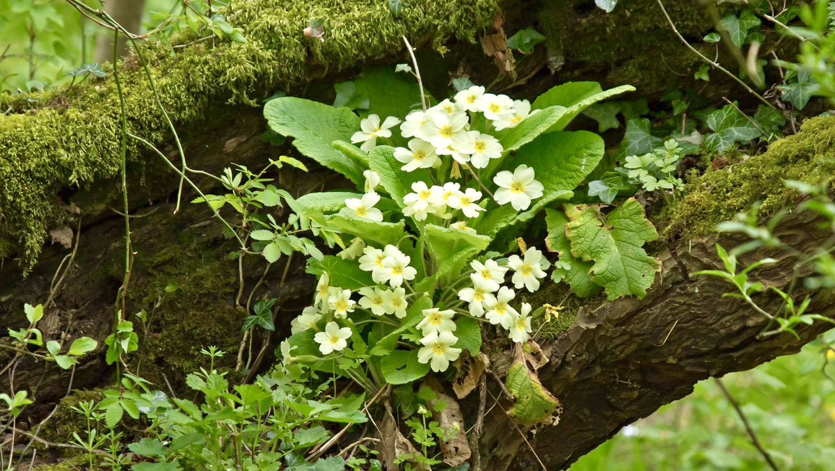 In careless patches through the wood The clumps of yellow primrose stood, And sheets of white anemones, Like driven snow against the trees, Had covered up the violet, But left the blue-bell bluer yet. ~A.A.Milne #SaturdayMotivation #SpringFlowers