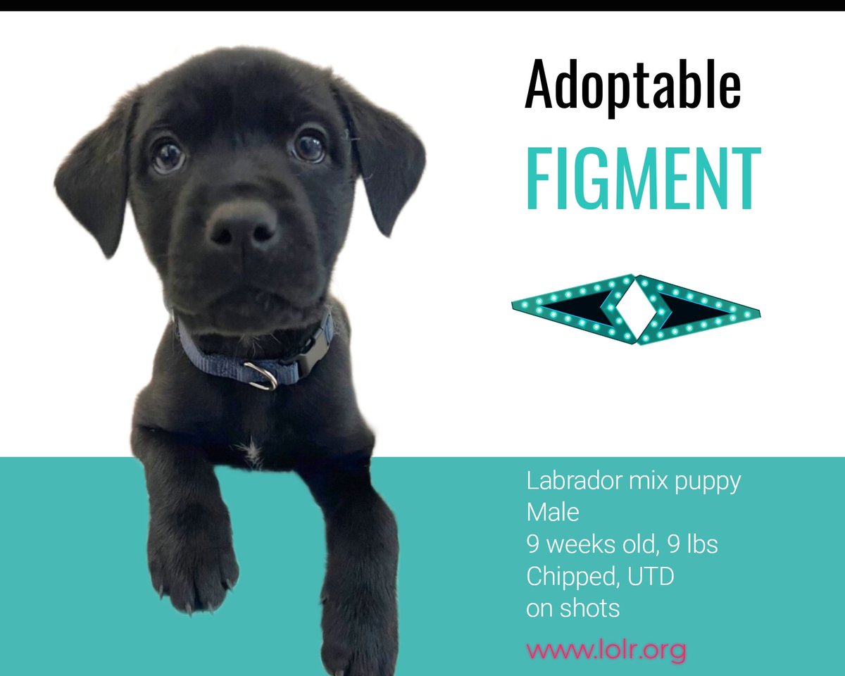 MEET Figmint - a 9-week-old Lab mix puppy who weighs approximately 9 lbs. Figmint is UTD on his shots and ischipped. 
To apply for FIGMENT, visit lolr.org.

#adoptdontshop #adopt #adoptthisdog #rescue #rescuedog #rescuedismyfavoritebreed #doggo #rescueddogsrock