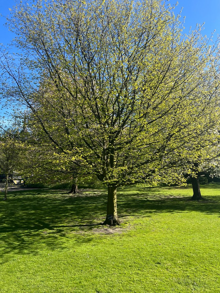 Tomorrow is International Workers Memorial Day. To mark it the Depute Lord Provost will lay a wreath of remembrance alongside Edinburgh Trade Union Council at the Memorial Tree in Princes Street Gardens. The Council flag at the City Chambers will also fly at half mast #IWMD24