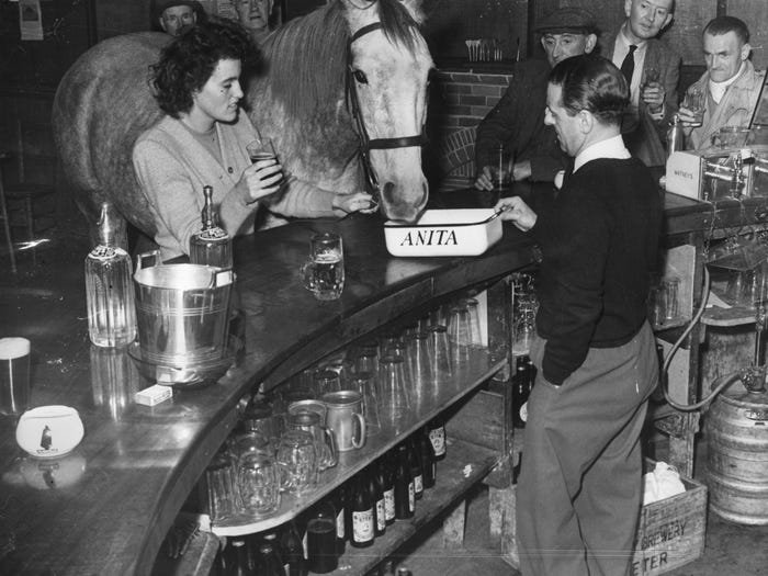 Anita the grey mare enjoys a drink in the bar of the Hotel Marazion in Cornwall, England,  UK, c.1950s