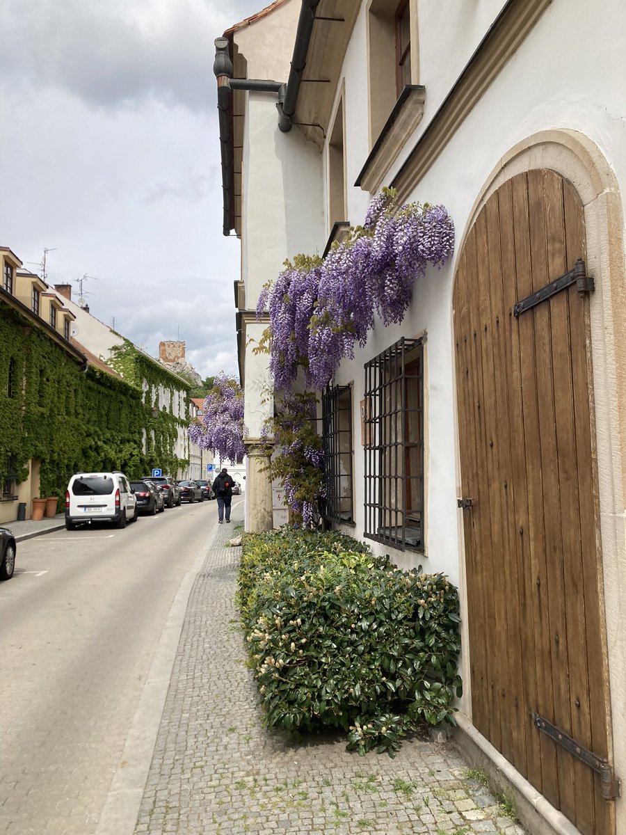 @trcsar Hezký víkend, Šáry.
Tady se to nikdy neomrzí, viď.
Minuly týden. Mikulov. Židovská čtvrť. 
Prohlídka židovského hřbitova a židovské obřadní síně. Miluju to.