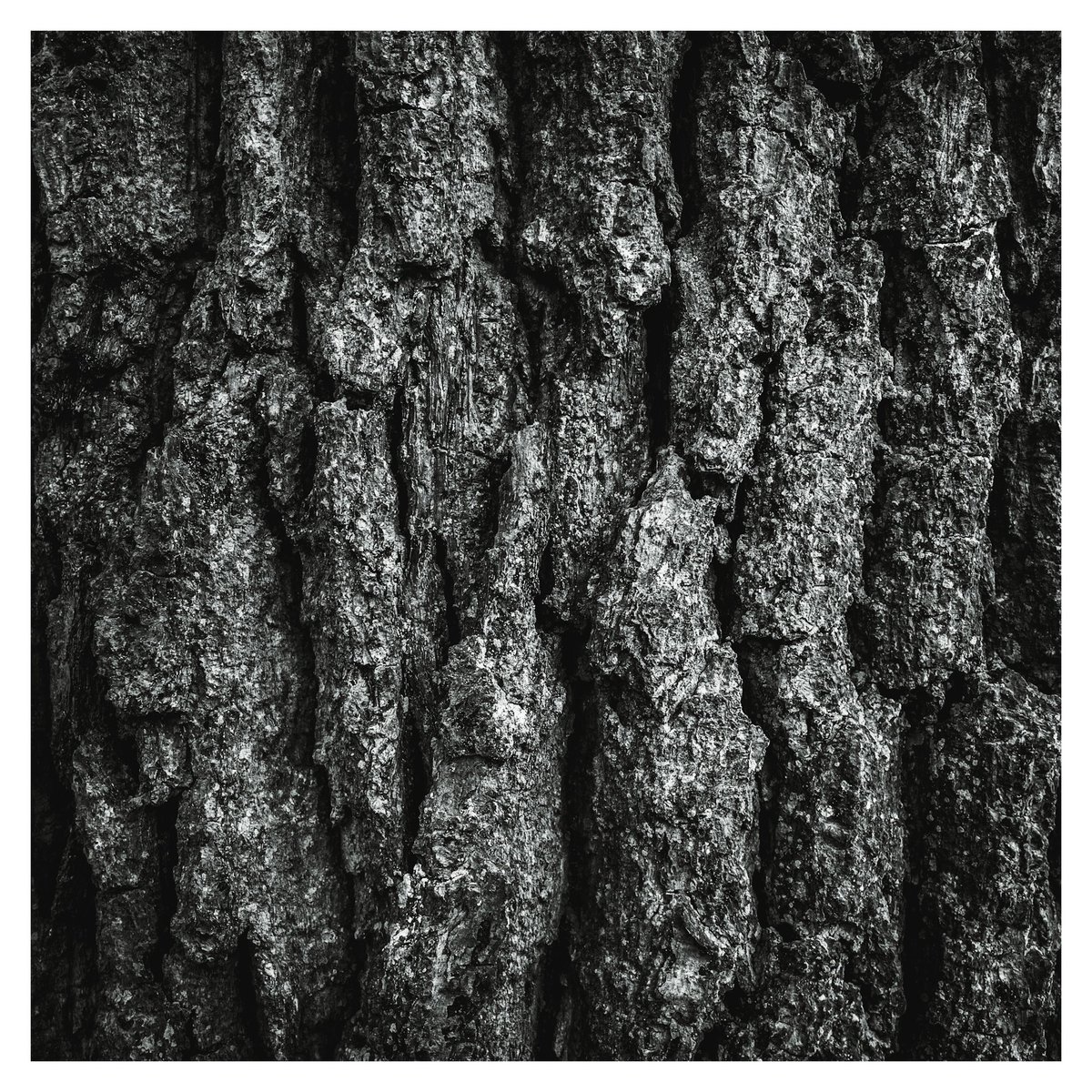 [ Weekend 17 ] Good morning frens ☕️ Tree bark details (oak) as inspired by recent shots of @thebatchpatch1 To join in just post your macro/closeup shot 📷 on weekends, using hashtag #bnw_macro I will RT every post I can find #blackandwhitephotography #treephotography
