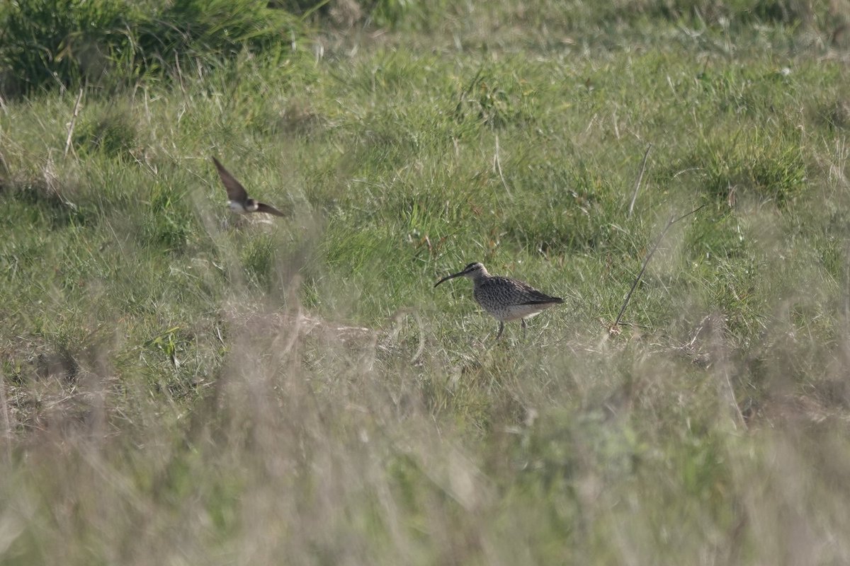One of two Whimbrel this morning at Ulrome getting photobombed by a Sand Martin. #PWC2024