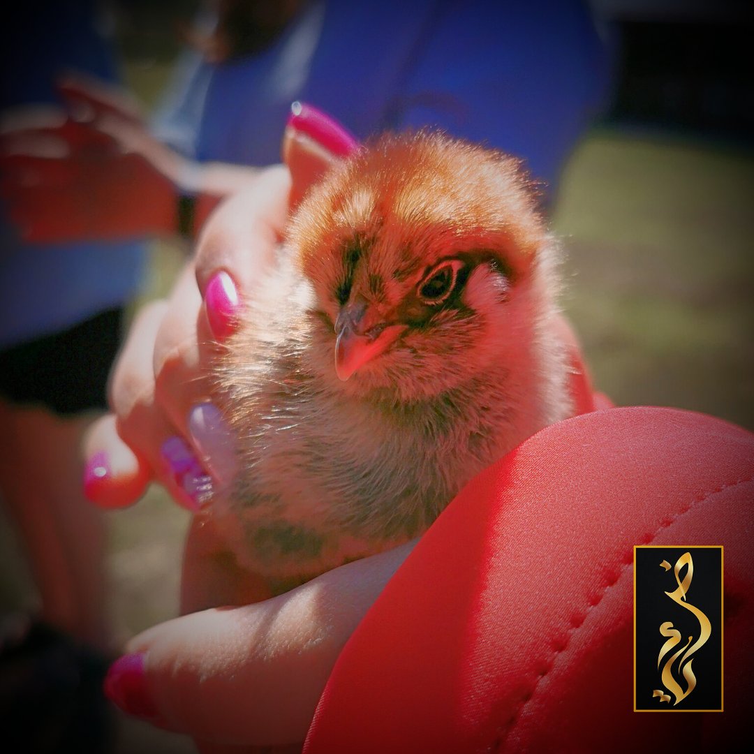 A quick click of a chick for this pic😁 Just days old and modelling already😊 #chick #chicken #animals #britishcolumbia #canada #bc #farm #wildlife #naturephotography #wildlifephotography