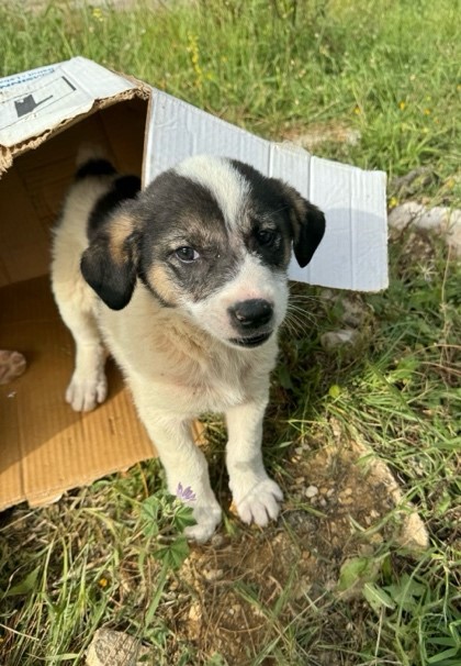 🐕FOR ADOPTION🐕
Panda, a 5-week-old female puppy, enchants with her sweet nature and playful demeanor, seeking a loving home where she can spread joy and warmth to her new family. Vaccines and spaying are a must. For info. contact 70136404. Located in Aley.

#adoptdontshop