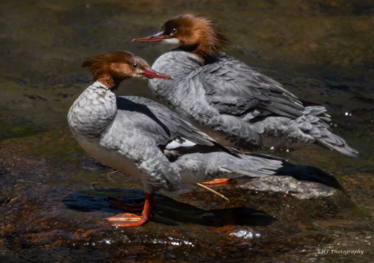 Lovely Merganser couple!

#ducks #Birdphotography #BirdsOfTwitter #birds #birdwatching #wildlifephotography #NatureBeautiful  #NaturePhotography #TwitterNaturePhotography #NatureLover