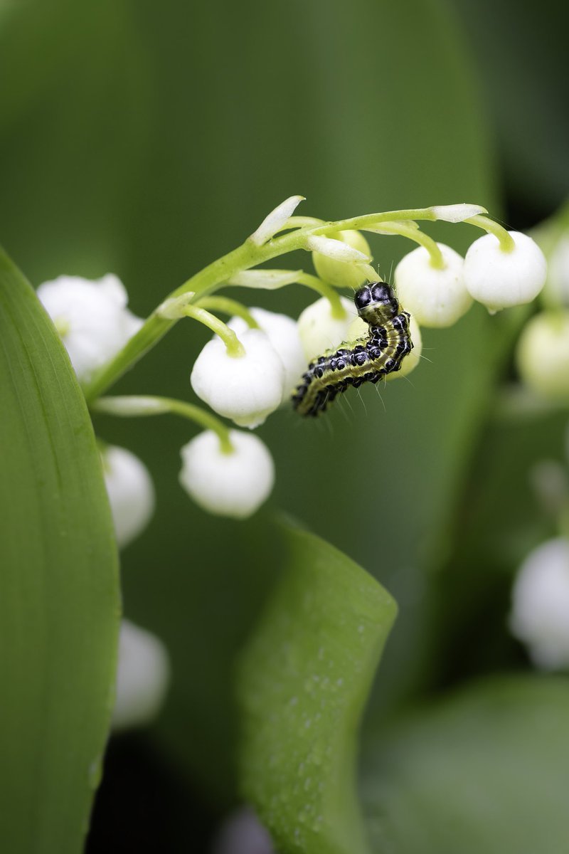 Lily-of-the-Valley and a caterpillar. Despite the unseasonable weather, spring is here.