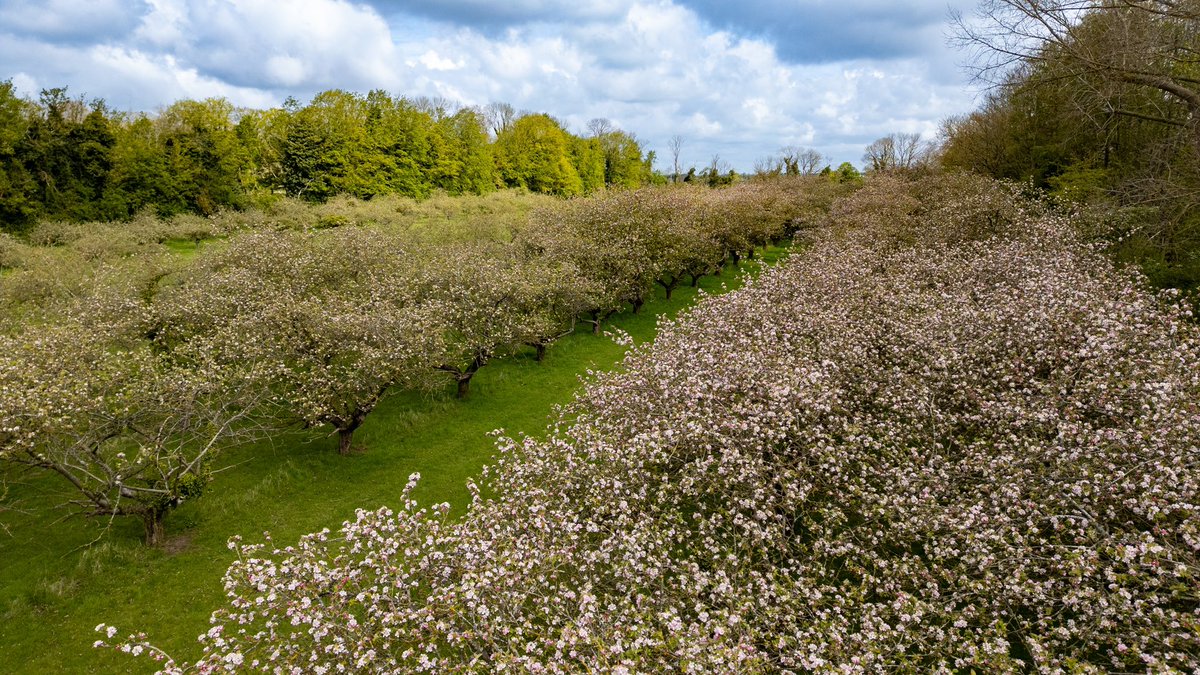 @RosieP4 How incredibly sad, for people & planet. I despair at the homeowner that “said it improved the view of the surrounding hills.” Coton Orchard was stunning on #OrchardBlossomDay and it’s only a fraction of the size #SaveOurOrchards #SaveCotonOrchard 🌳🍎 🌸🐝