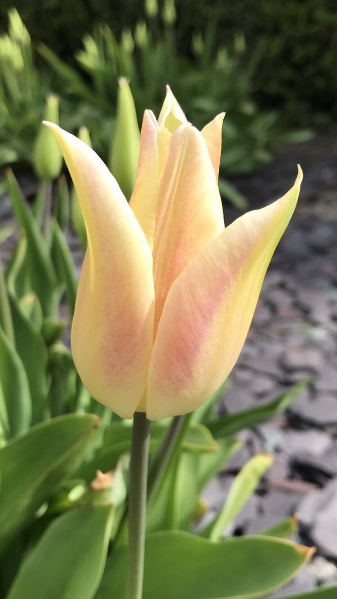 Morning 🌷…. Cool, crisp start to the weekend… Have a good one… HAPPY DAYS!!! 🙂 #GardeningX #Tulips #MyGarden #FoodForTheSoul #PositiveVibes