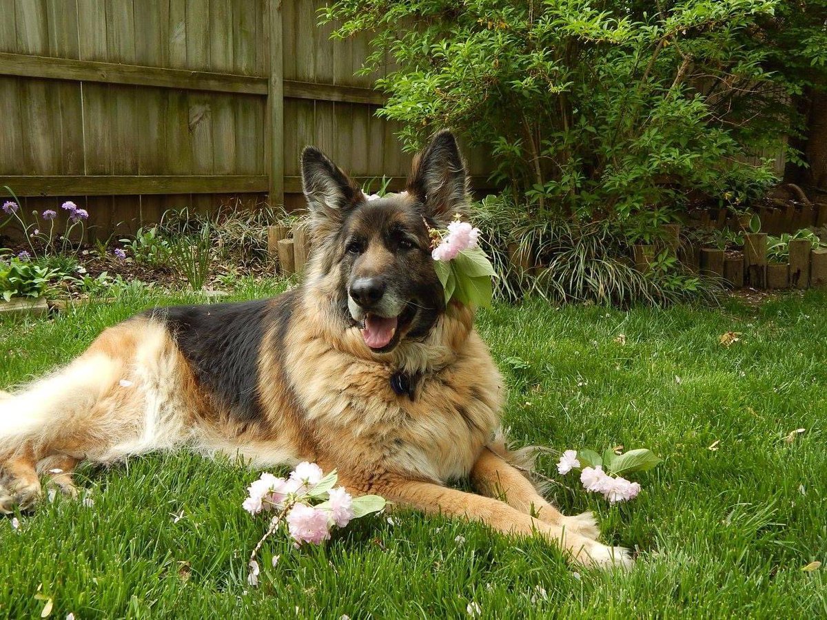 Posed with flowers. Not shot by owner. @KristiNoem who hurt you?