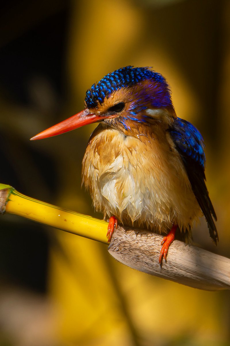 Good morning Can you take a bath without messing up your hairdo? This kingfisher can :) African Pygmy Kingfisher Photographed in Bahir Dar, Ethiopia Dec 2023