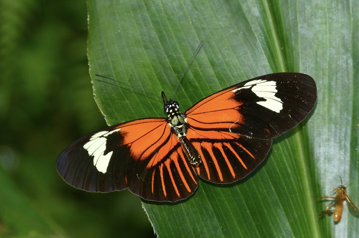 The case of hybrid speciation in Heliconius #Butterflies 'H. elevatus is a hybrid species that is sympatric with both parents and has persisted as an independently evolving lineage for at least 180,000 years.' #Science #Genetics ⏯️nature.com/articles/s4158… ⏯️nationalgeographic.com/science/articl…