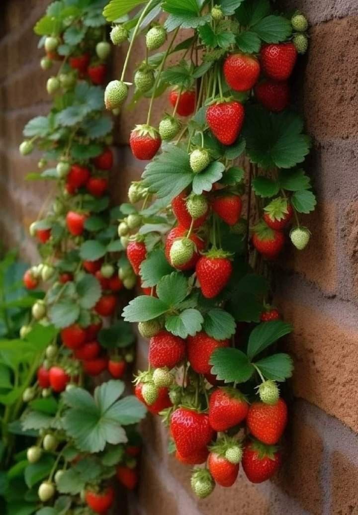 🍓🍓🍓