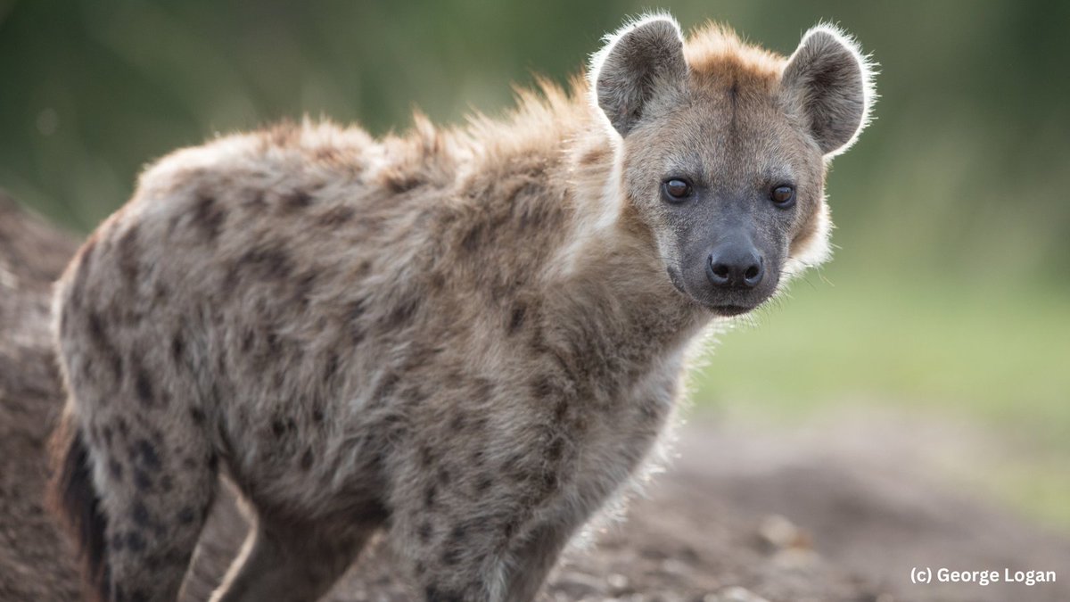 #InternationalHyenaDay Hyenas play a vital role of cleaning up the ecosystem! They're skilled hunters, helping maintain balance in herbivore populations. Through the predator-proof boma project, Born Free aims to safeguard their populations, by reducing retaliatory incidents.