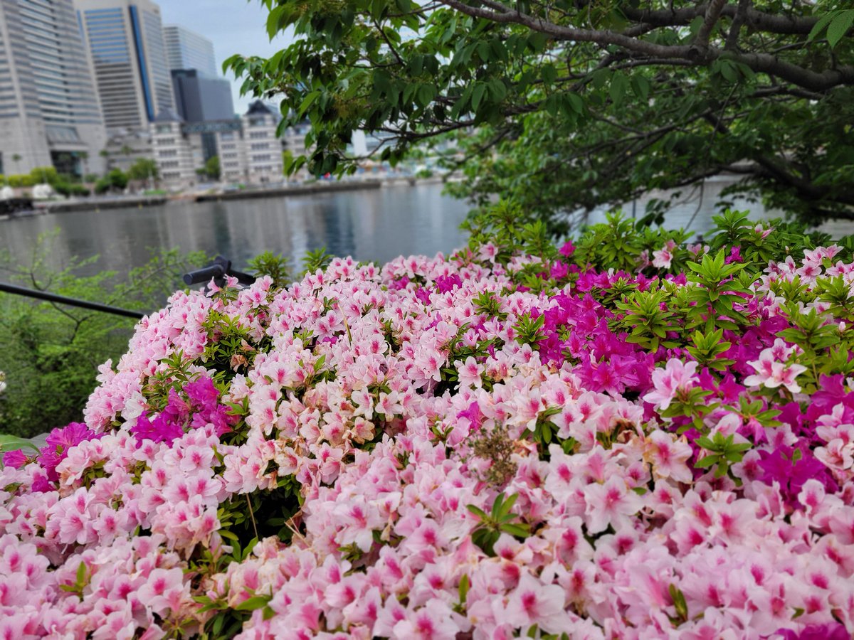 心がなごむ🌺 #たけうちーむ #横浜 #みなとみらい #土曜日