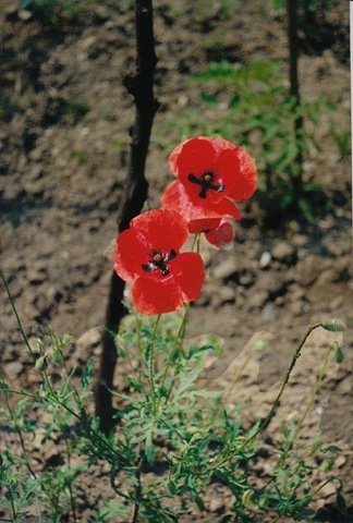 “I fiori ricrescono,anche dopo essere
  stati calpestati. Anch’io '

 😊
 
  #RiflessioniDiPrimavera
  #VentagliDiParole