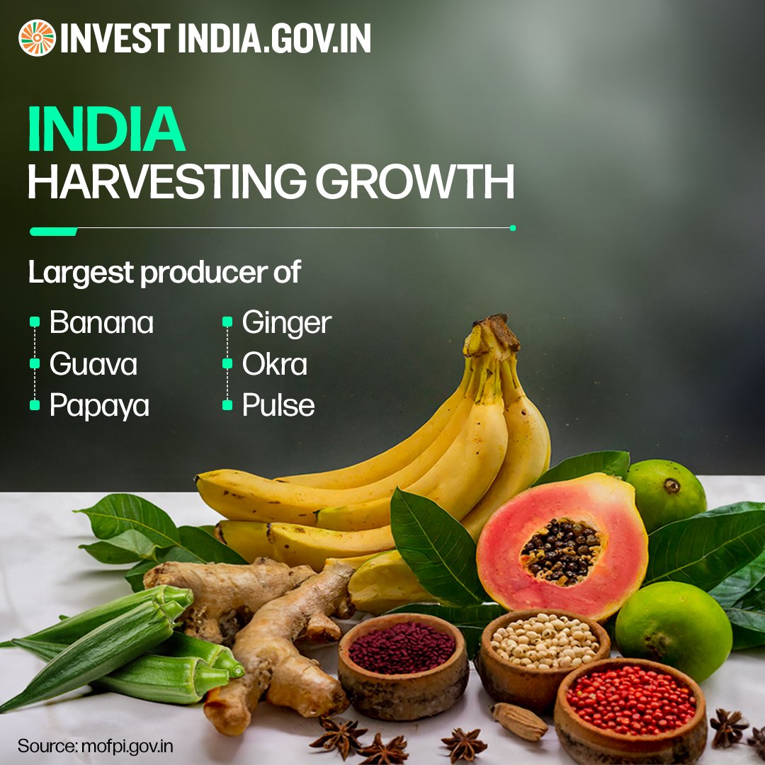 India shines in the 2nd spot in global #foodproduction, a testament to the nation's remarkable contribution to worldwide food security and abundance.🌾🌍

Discover more here: bit.ly/II-FoodProcess…

#InvestInIndia #InvestIndia #FoodProcessing