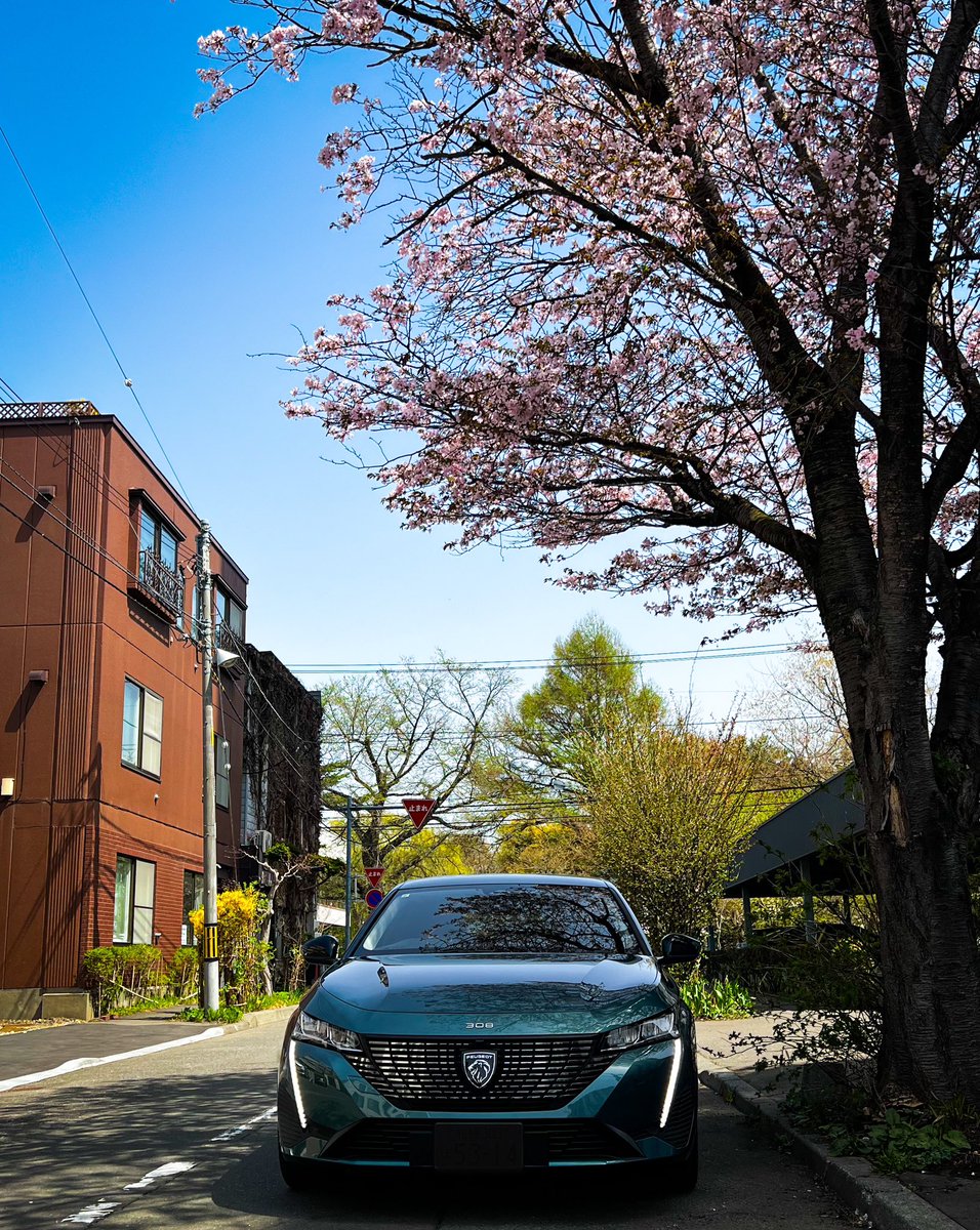 札幌の桜も満開です

#プジョー #プジョーライフ #プジョー308sw #308sw #308swallure #308swallurebluehdi  #peugeot308sw