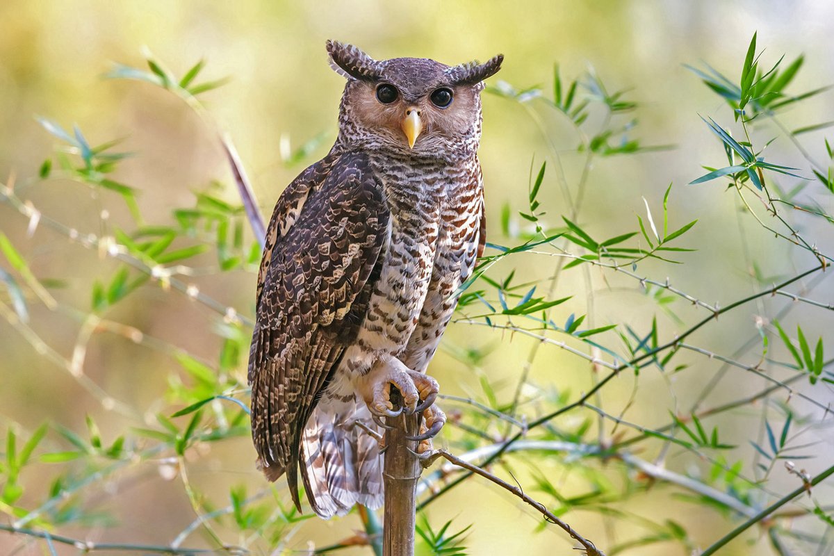 #FromTheArchives

#Photographs, #calls, facts, and more — here is everything you need to know about 15 #owl species found in the Indian subcontinent.

📷 Parthi Thirumurugan — Spot-bellied Eagle-Owl

Learn more: bit.ly/49RdGo6