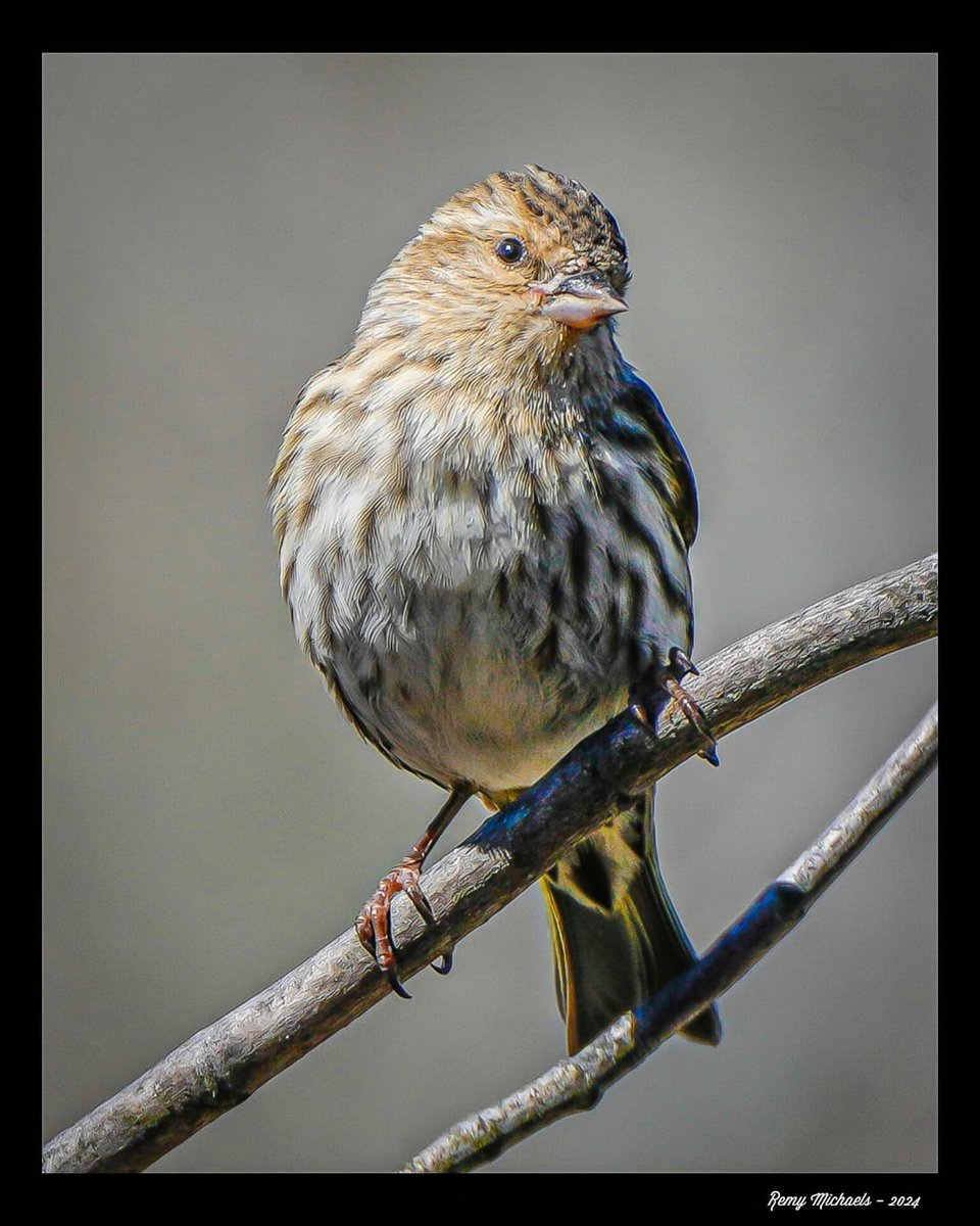 'NORTHERN FRIENDS' instagram.com/p/C6QMhY0uXb0/… #AlgonquinPark #PineSisken #Spring #BirdPhotography #WildlifePhotography #OntarioParks #Canada #PicOfTheDay