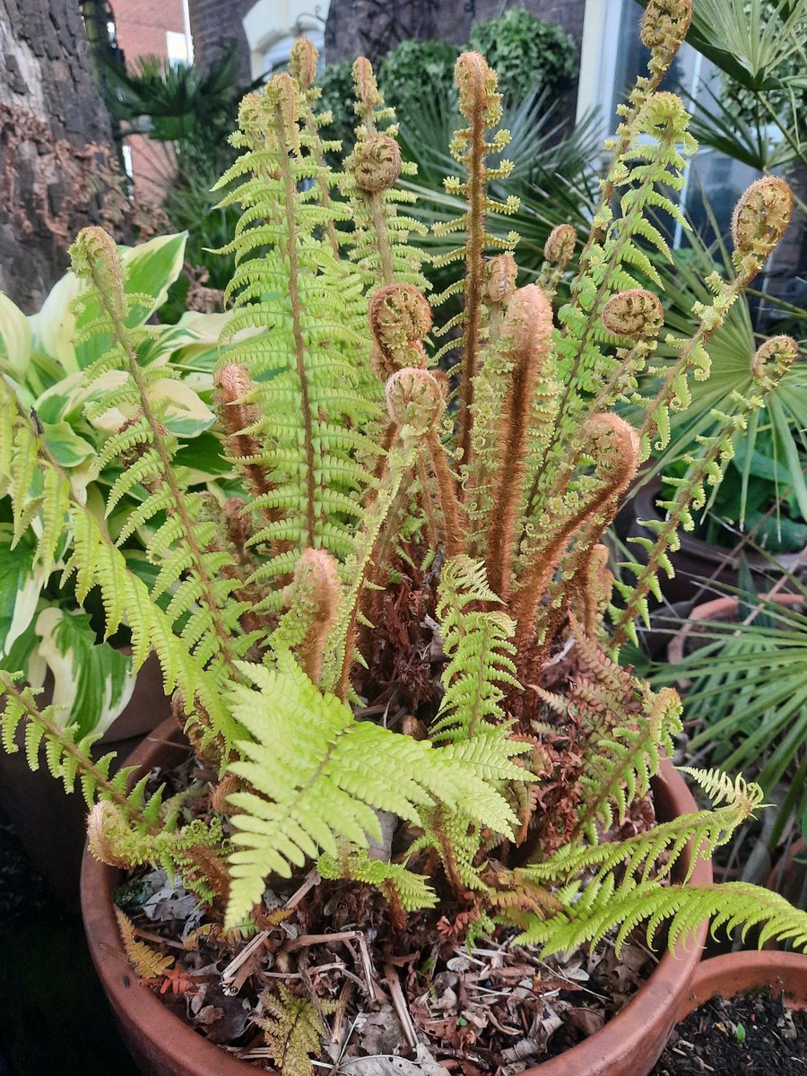 It's that #ferntastic time of year again 😍😍😍 happy Saturday everyone #GardeningTwitter #gardening #fern