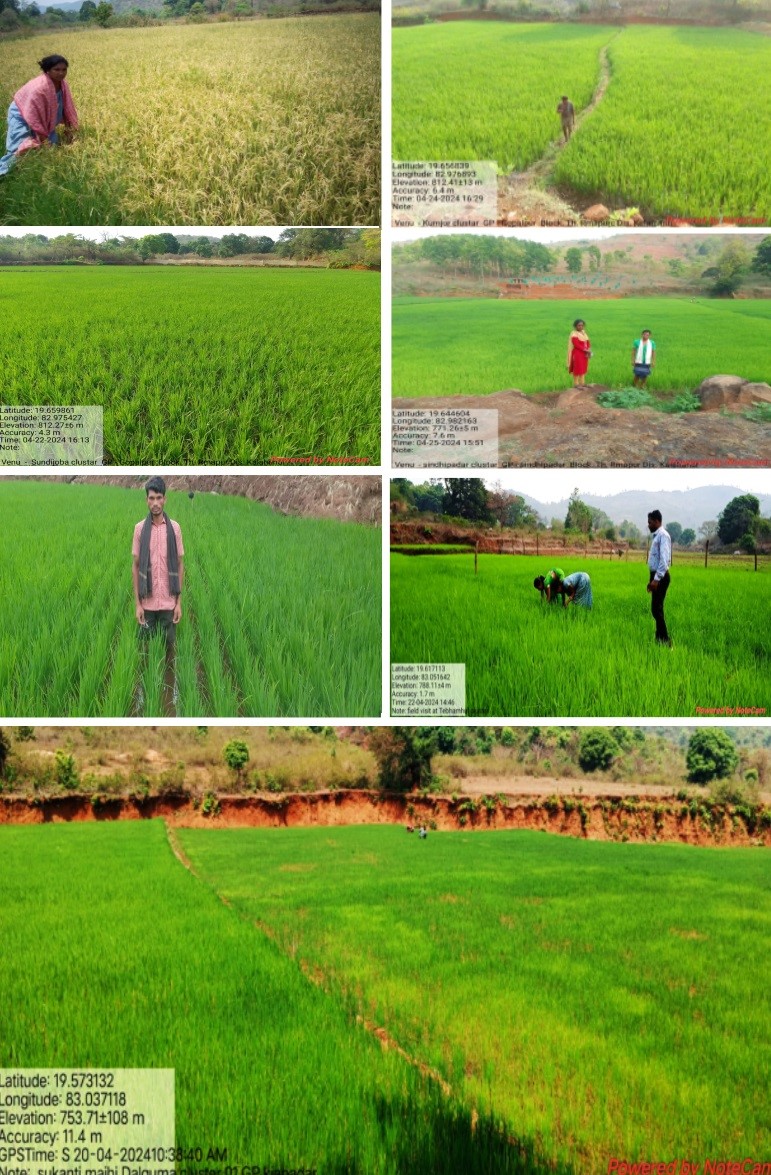 Implementation of BPKP being implemented by THD in blocks like Th.Rampur, Lanjigarh (Kalahandi) Titlagarh, Belpada (Bolangir) district has put its impact in the mindset & behaviour of farmers towards organic farming. @CdaoKalahandi @NCONFGZB @krushibibhag @Food_Odisha @ManageHyd