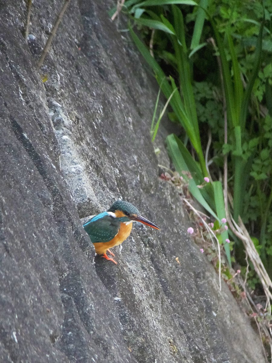 護岸から川の様子をうかがう #カワセミ #川蝉 #翡翠 #commonkingfisher #kingfisher