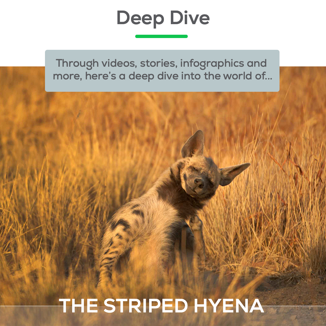 How well do you know the striped hyena? On #InternationalHyenaDay, we invite you to dive deep into the world of this misunderstood predator. Check out the deep dive here: l8r.it/ptCe Photos: Kalyan Varma #stripedhyena #indianwildlife #roundglasssustain