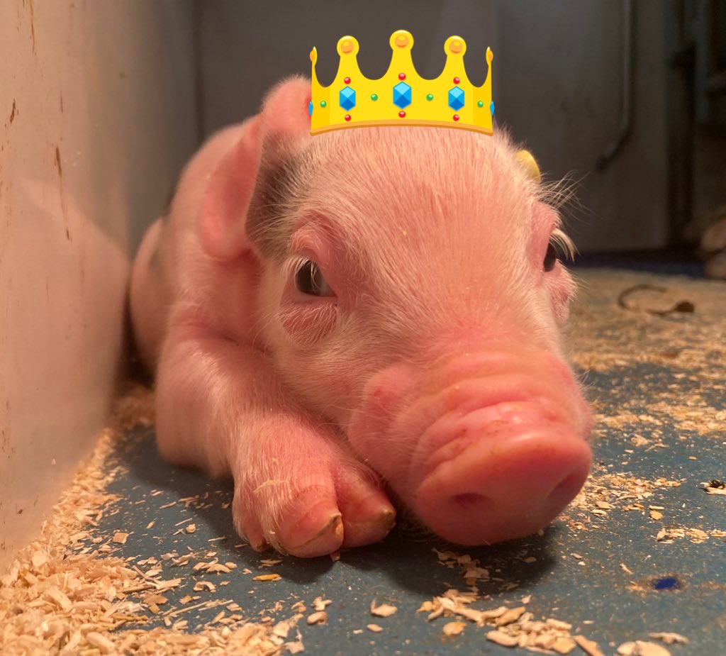 #goedemorgen …..🤗 #Koningsdag 👑vanuit het #varkens 🐷#kasteel 🏰