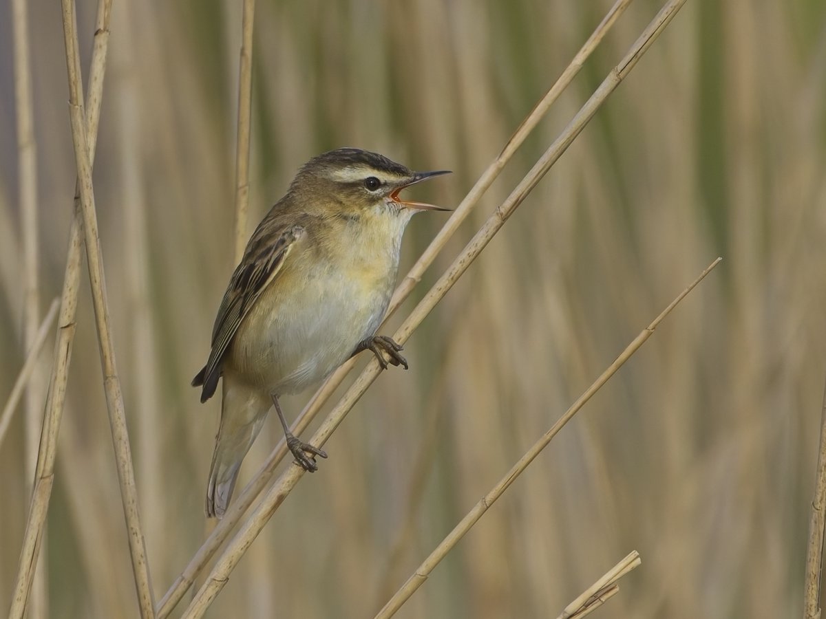 It's the spring and the reed beds are getting very noisy. You almost feel obliged to post at least one picture of a Sedge Warbler. This one was from Cley marshes yesterday.