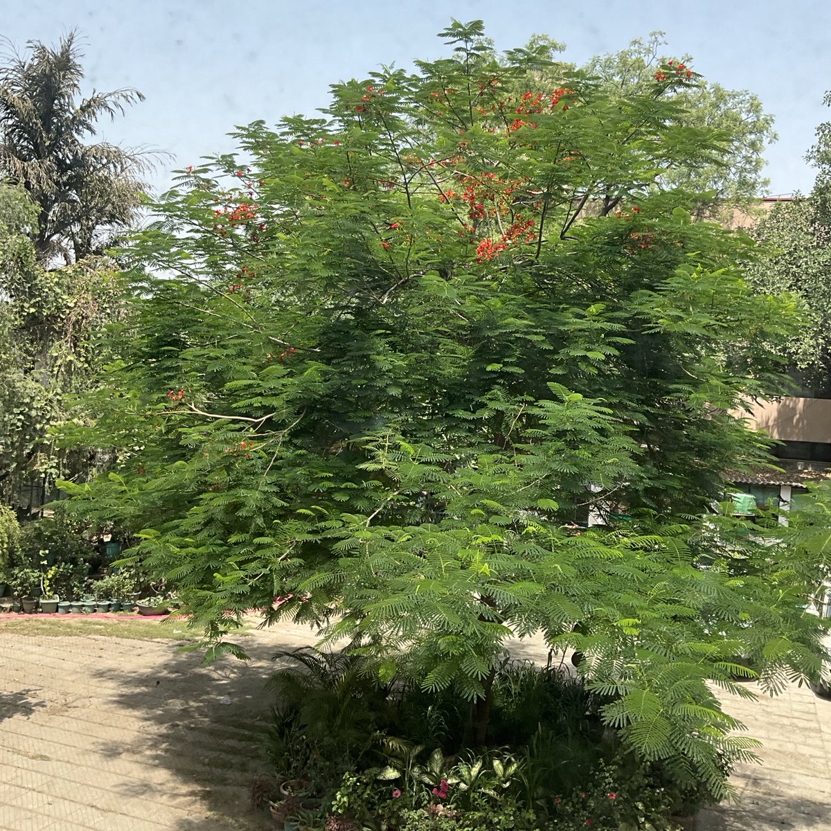 Gulmohar flowering at Gulmohar Avenue. Surely more to follow